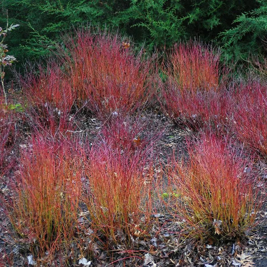 Cornus sericea 'Kelseyi'- Kelseyi Red Twig Dogwood