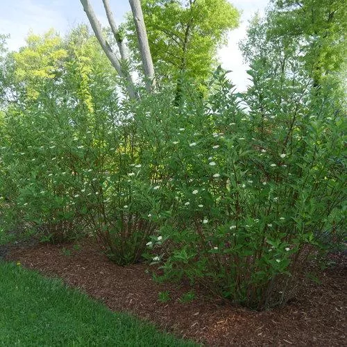 Cornus stolonifera 'Farrow'- Arctic Fire Red Twig Dogwood