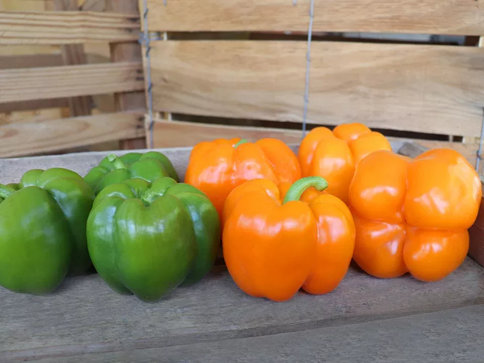 Corona Orange Organic Sweet Bell Pepper Seeds