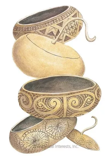 Corsican Gourd Hard-Shelled Seeds