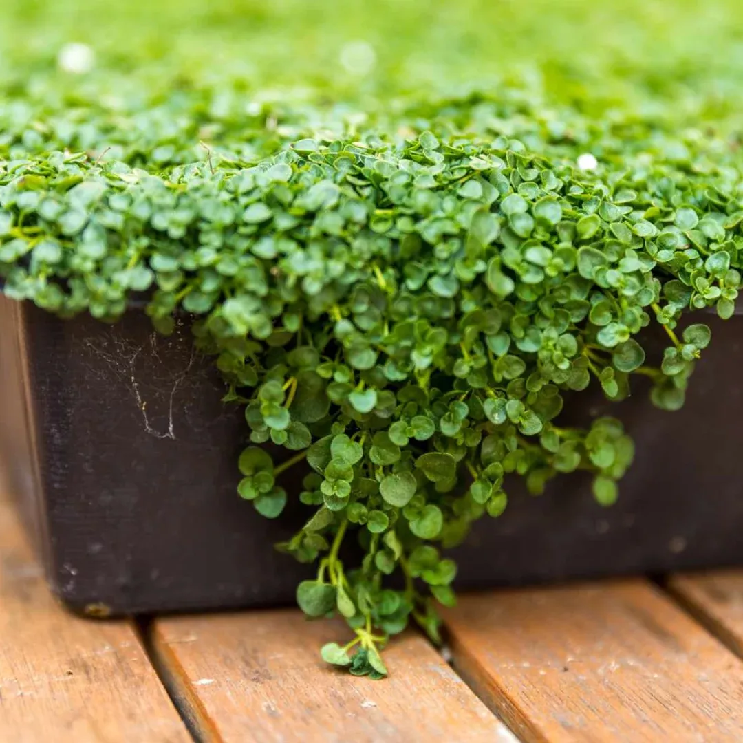 Corsican Mint Plant Plug (Mentha requienii) – Fragrant Groundcover Herb for Culinary and Decorative Use