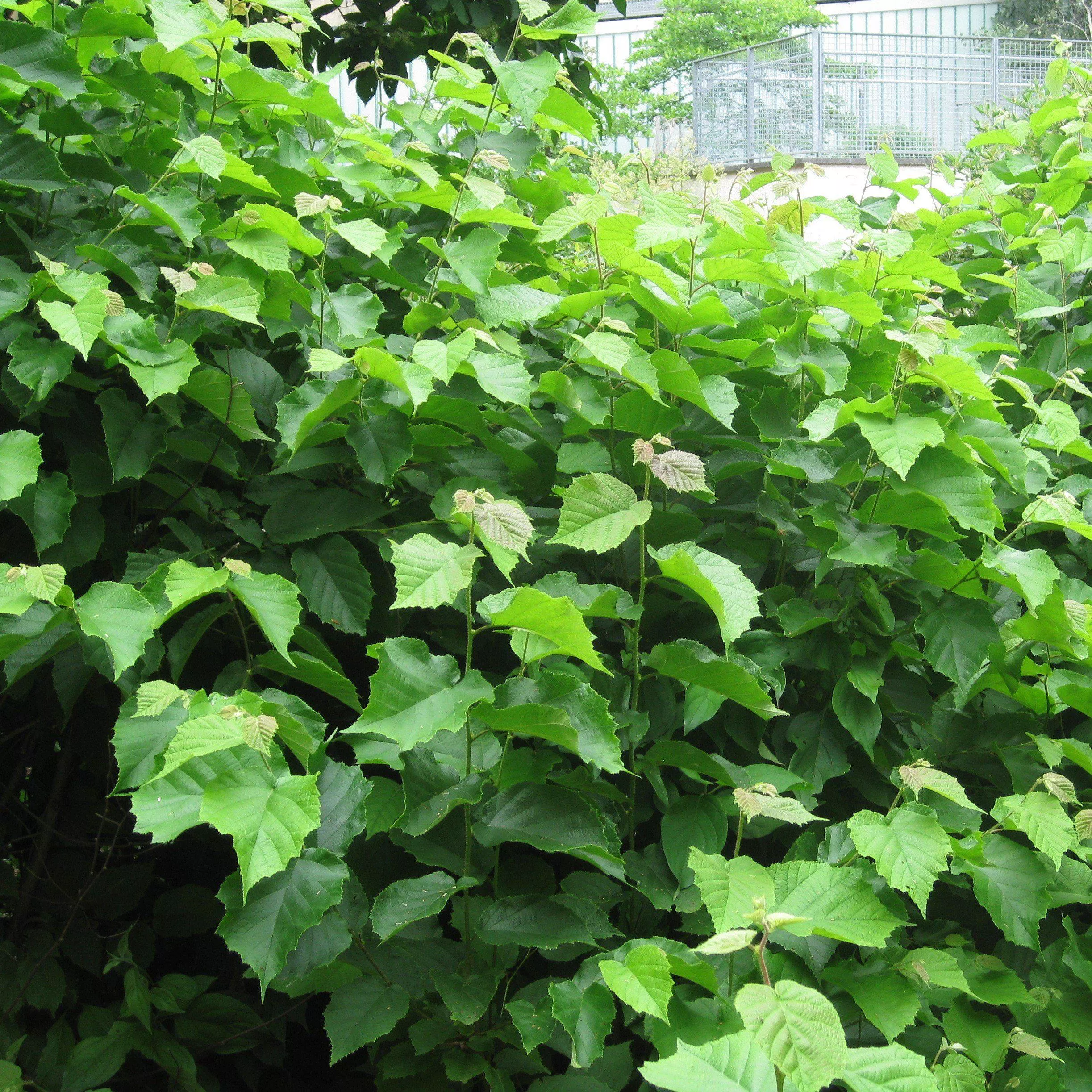 Corylus americana- Hazelnut, American Filbert
