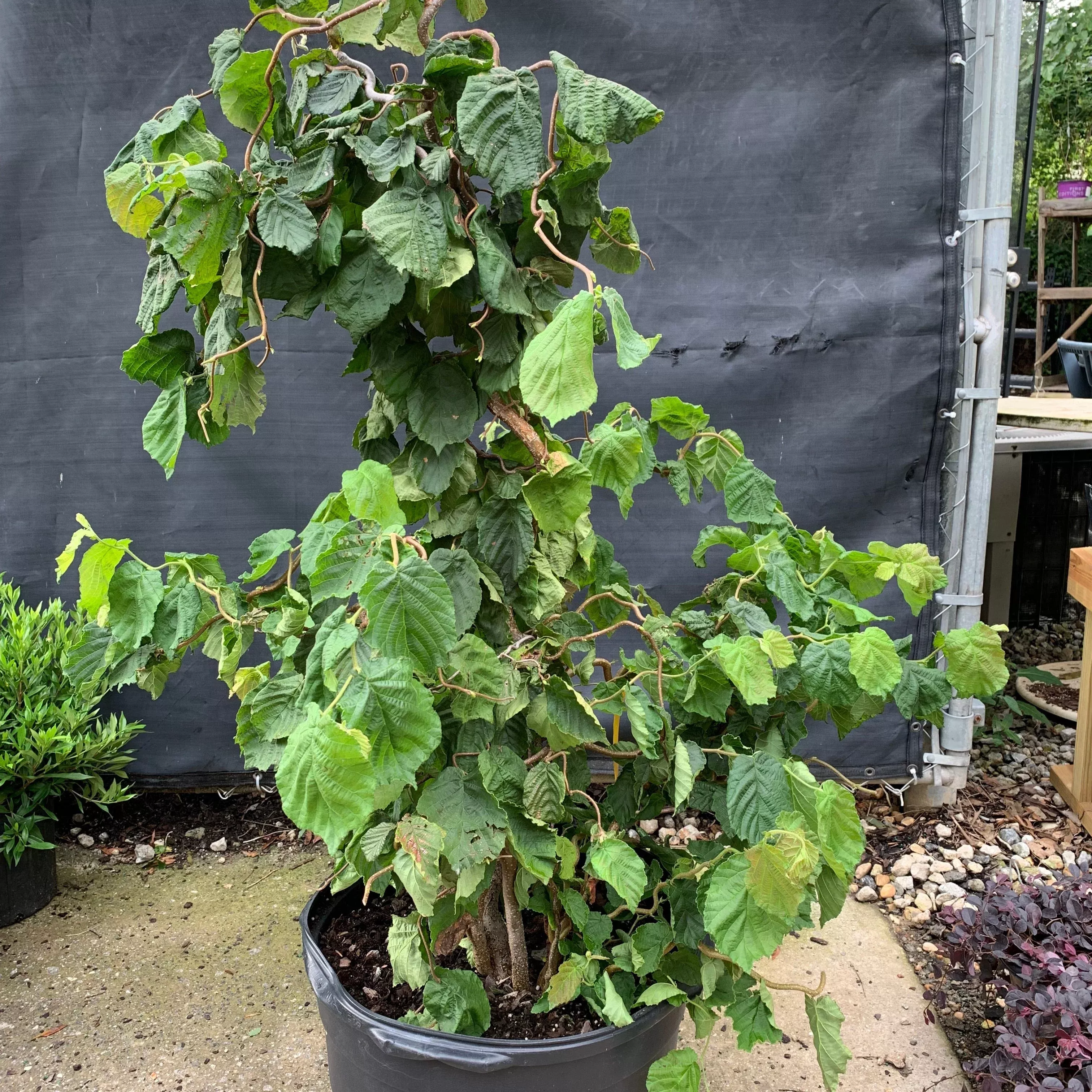 Corylus avellana 'Contorta'- Contorted Filbert, Harry Lauder’s Walking Stick