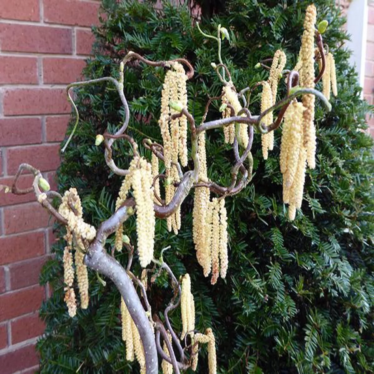 Corylus avellana ContortaCorkscrew hazel