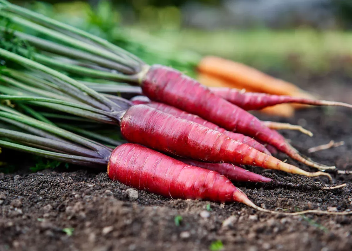 Cosmic Purple - Organic Carrot Seeds
