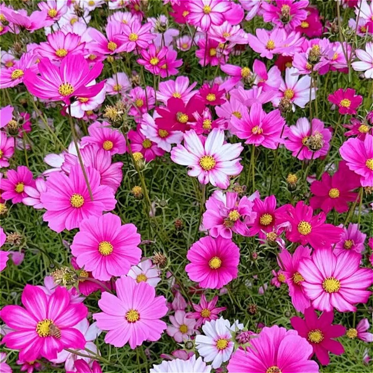 Cosmos Bipinnatus – 1-Pot