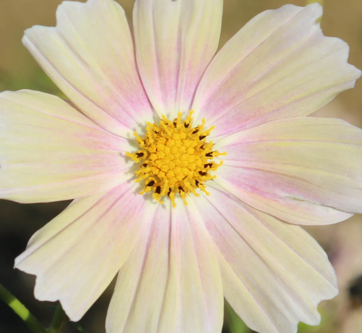 Cosmos, Garden ‘Apricot Lemonade