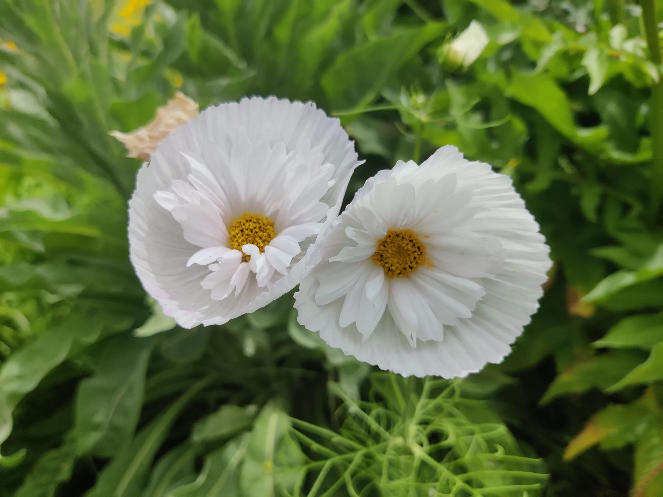 Cosmos, Garden ‘Cupcakes & Saucers mix’
