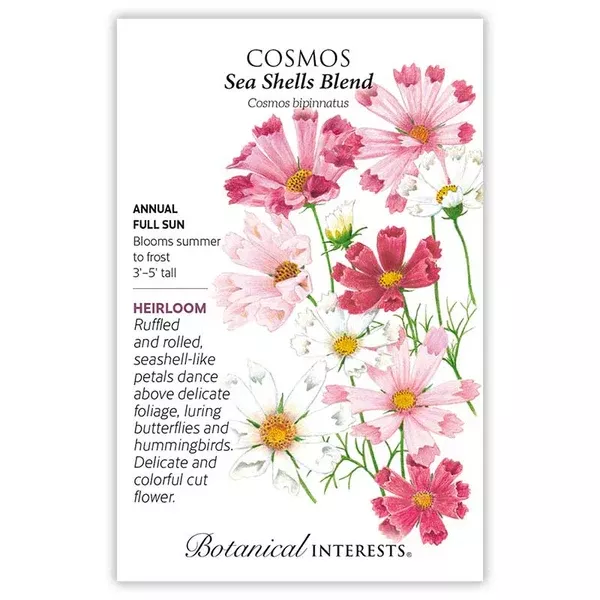 Cosmos seeds 'Sea Shells Blend'