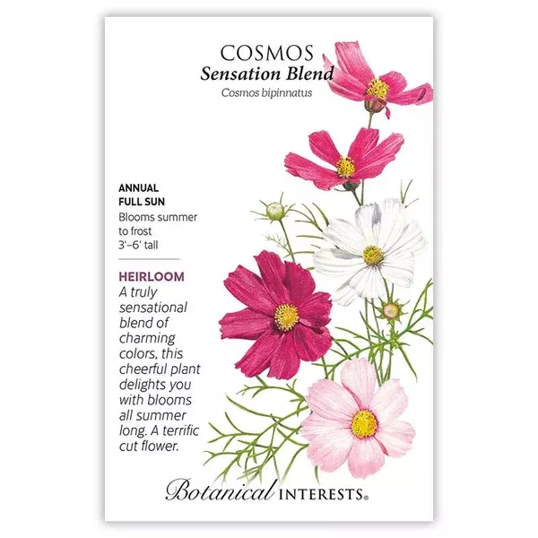 Cosmos seeds, 'Sensation Blend'