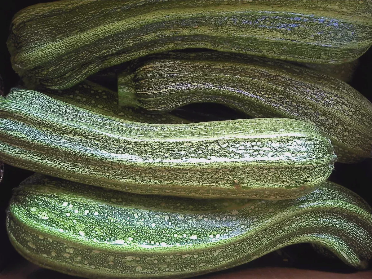 Costata Romanesco Zucchini (C.Pepo)