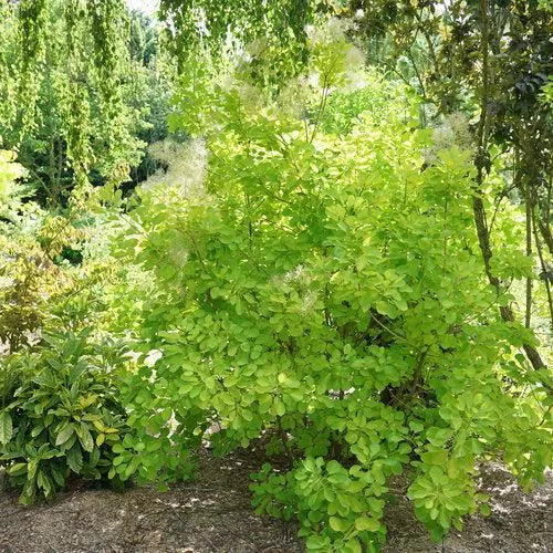 Cotinus coggygria 'MINCOJAU3'- Winecraft Gold Smokebush