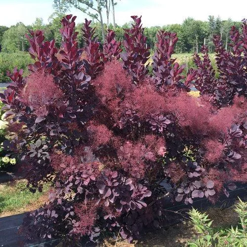 Cotinus coggygria 'NCCO1'- Winecraft Black Smokebush