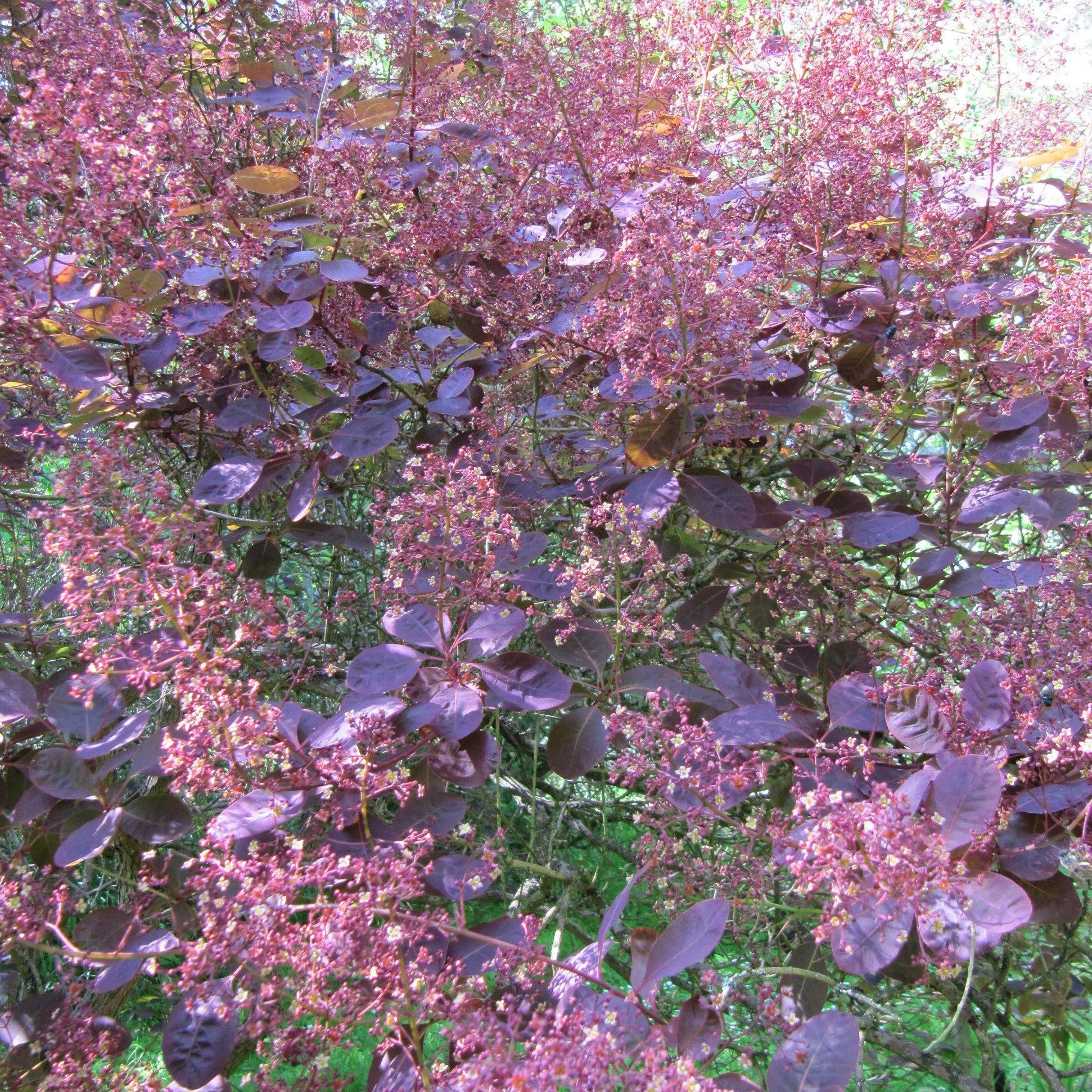 Cotinus coggygria 'Royal Purple'- Royal Purple Smoke Tree
