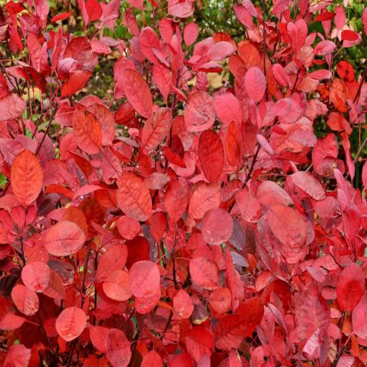 Cotinus cogyggria LillaSmoke tree