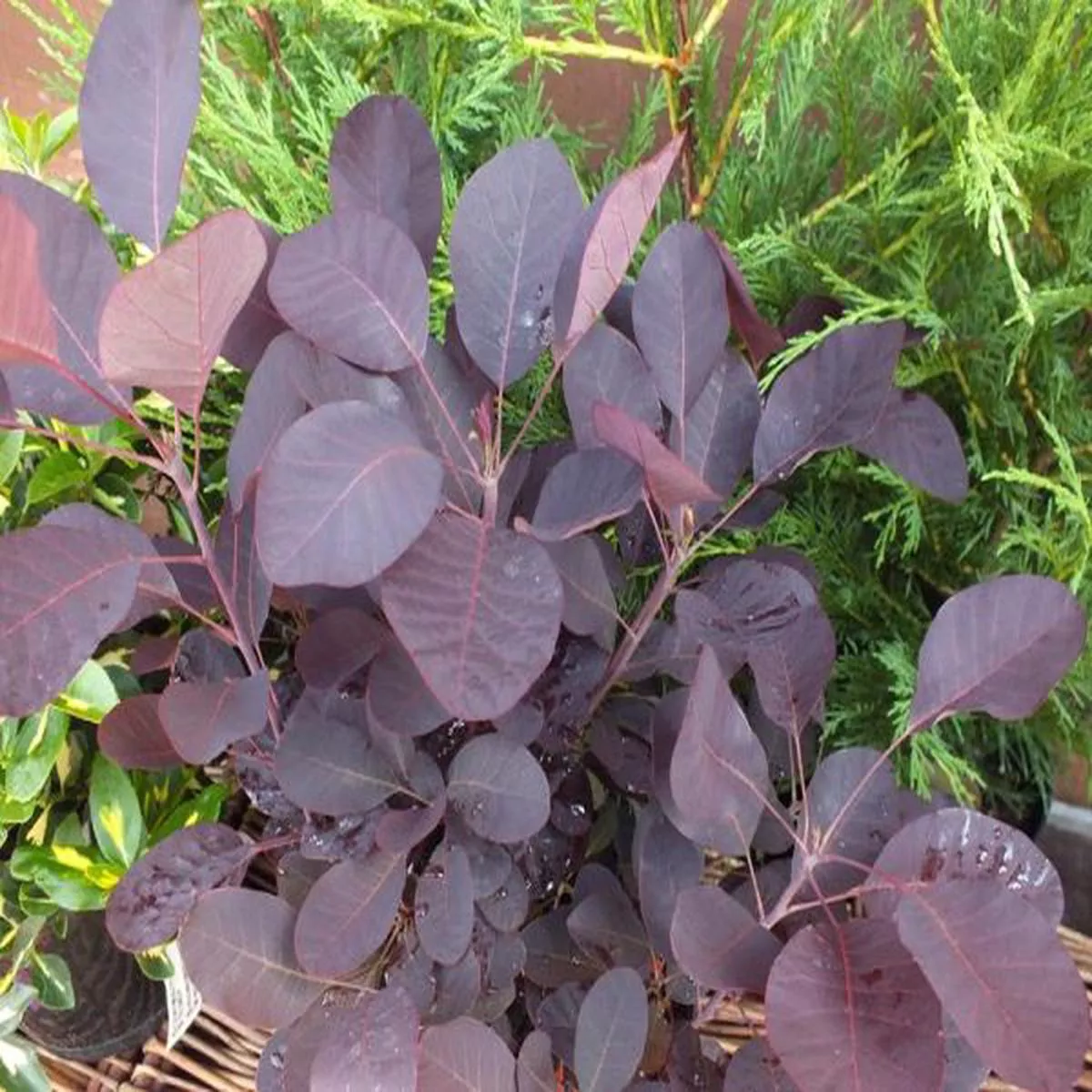 Cotinus cogyggria Royal PurpleSmoke tree