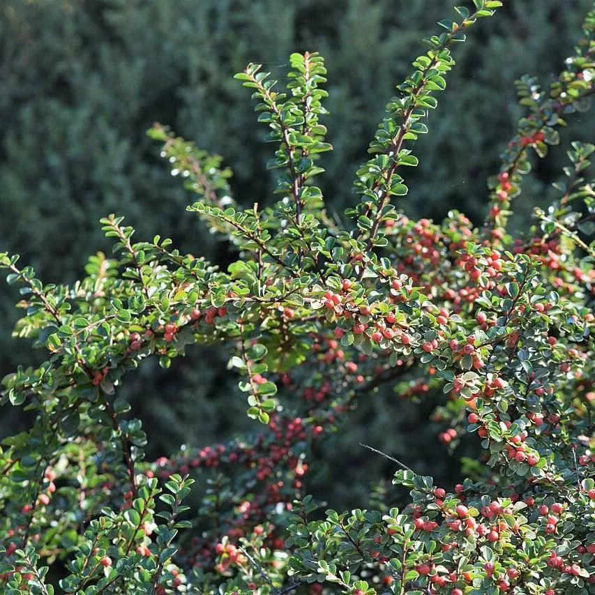 Cotoneaster apiculatus- Cranberry Cotoneaster