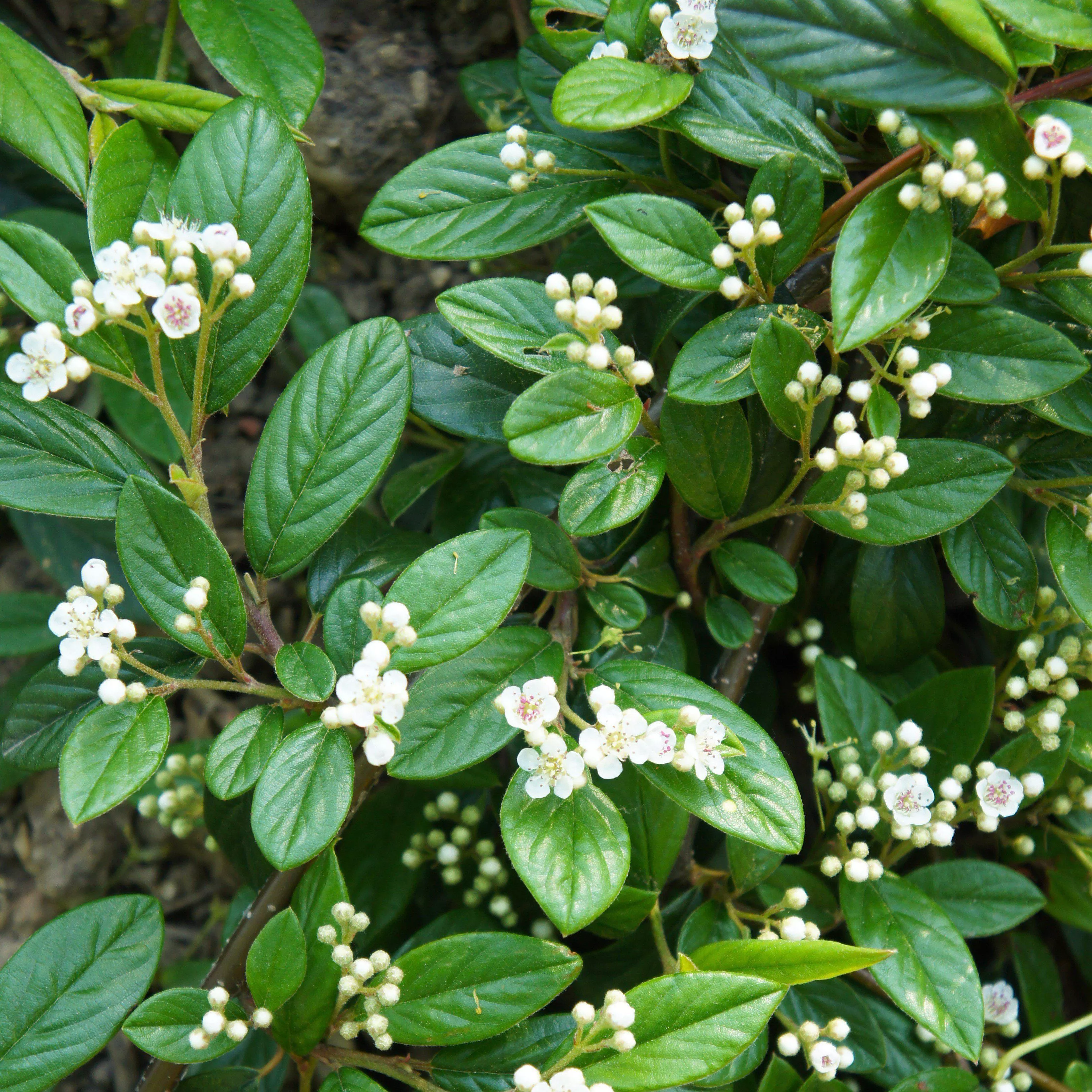 Cotoneaster sal. 'Repandens'- Willowleaf Cotoneaster