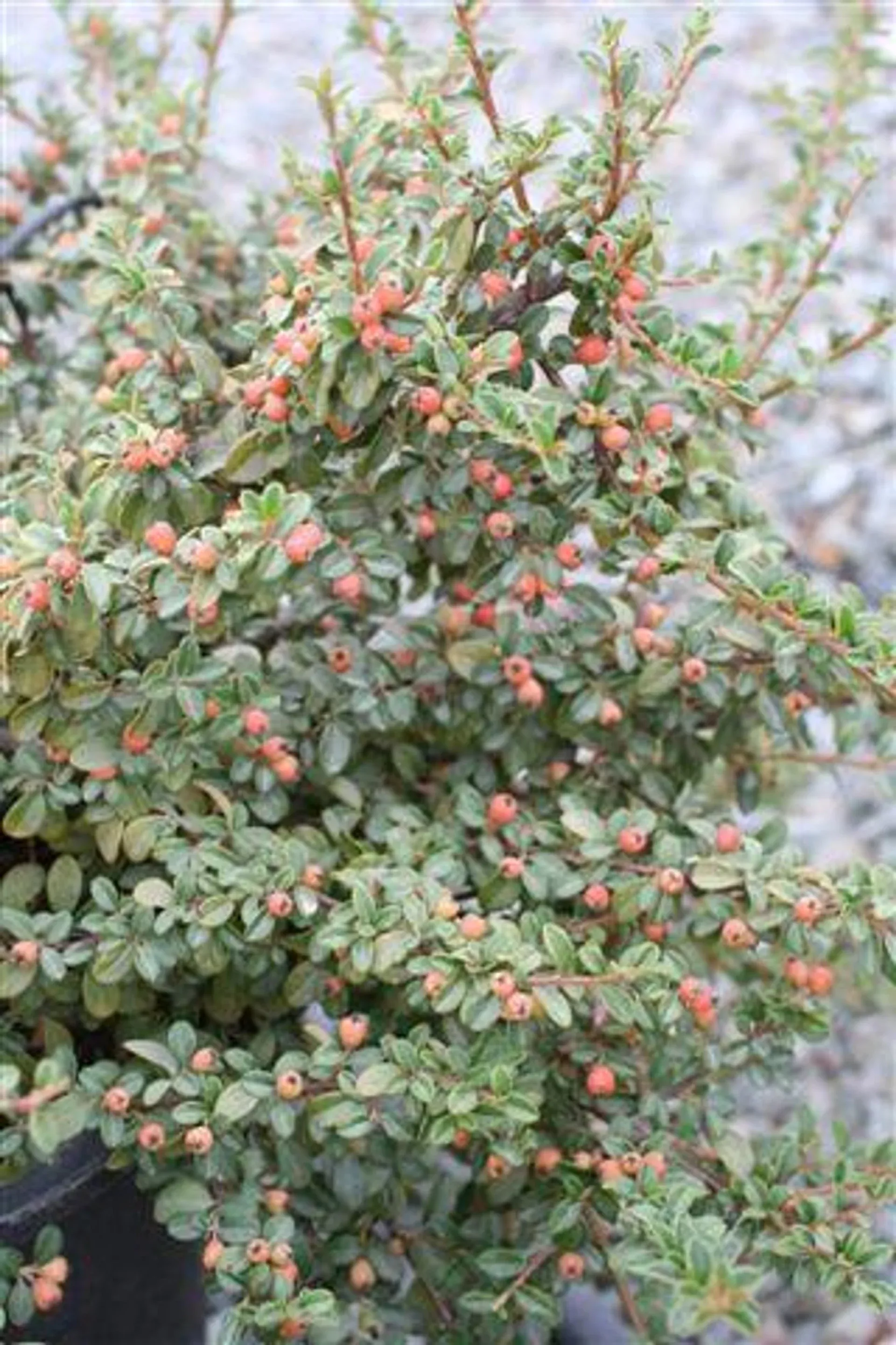Cotoneaster