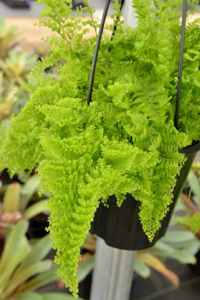 COTTON CANDY FERN *