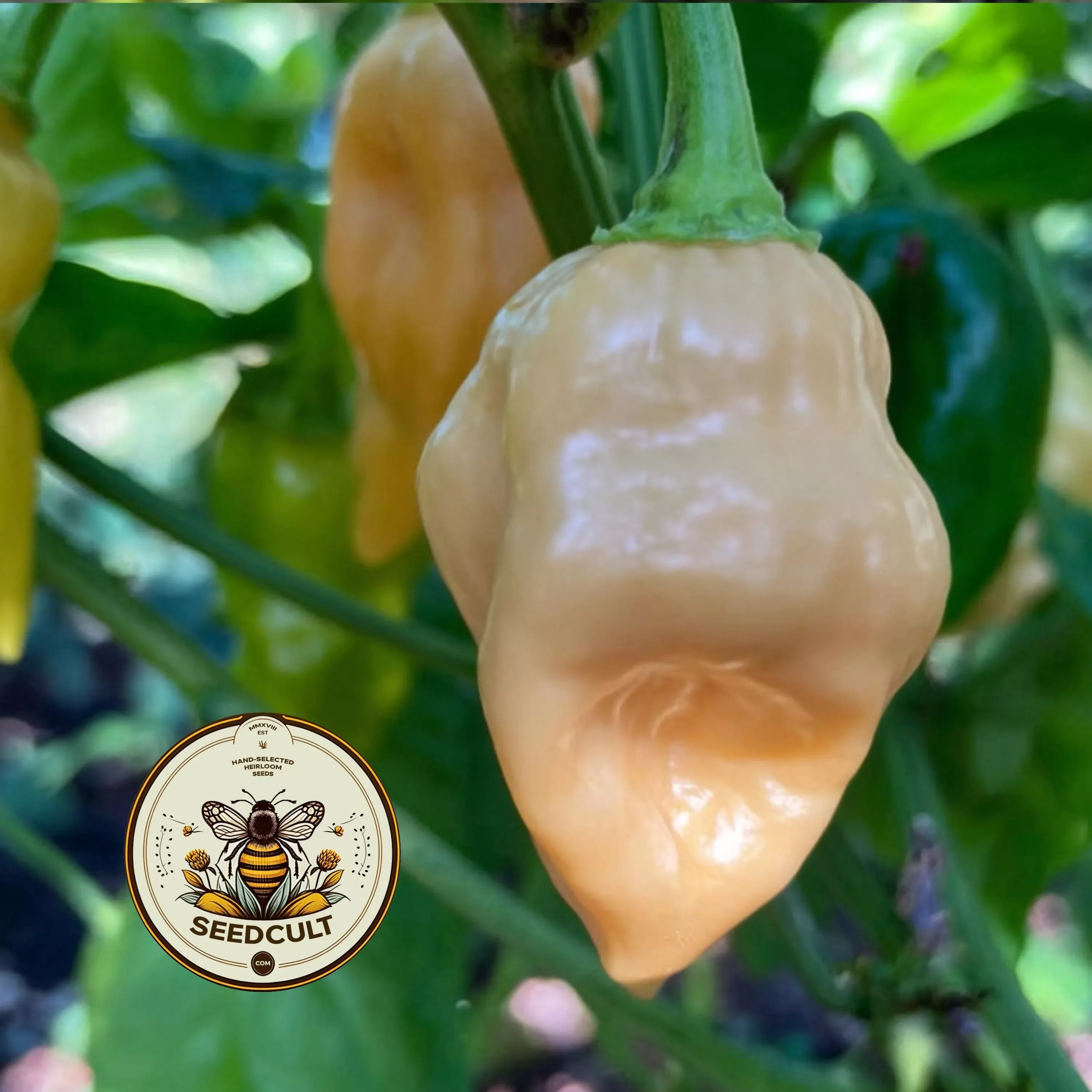COTTON CANDY HABANERO PEPPER