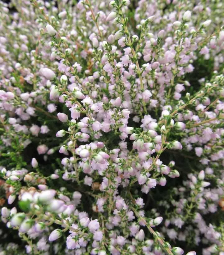 County Wicklow Heather