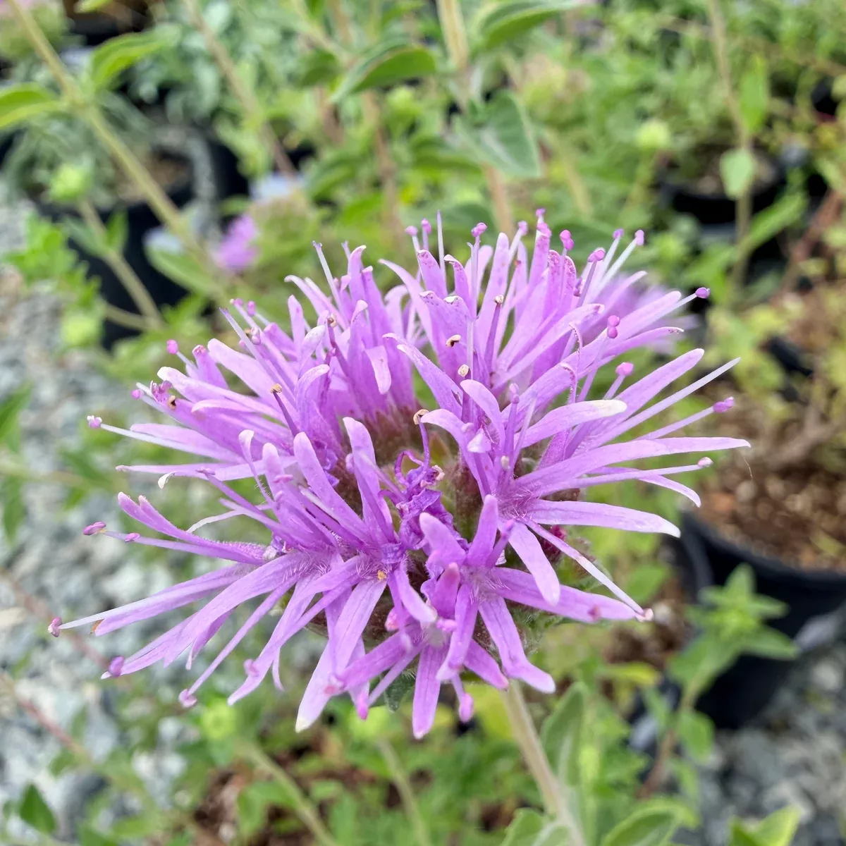 Coyote Mint