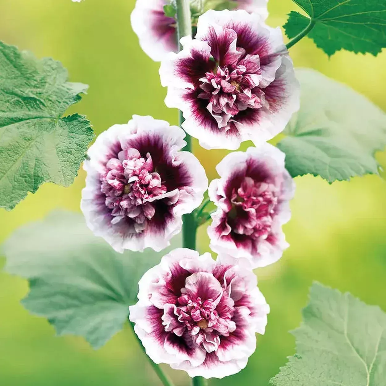 Crème De Cassis Hollyhock