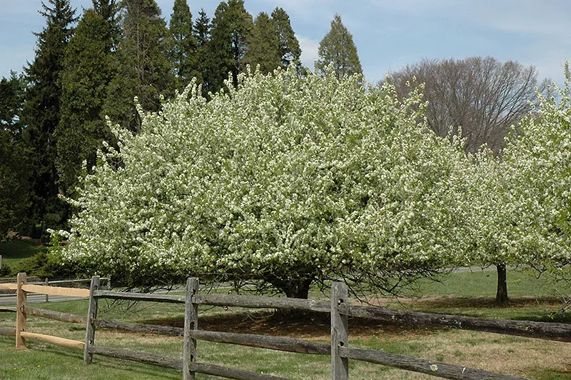 Crabapple - Malus - 6 Foot Ball & Burlap Tree
