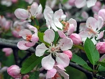 Crabapple Native#1