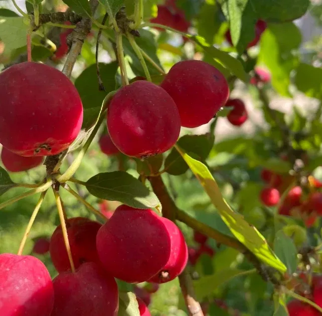 Crabapple Seeds