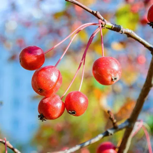 Crabapple Tree #5