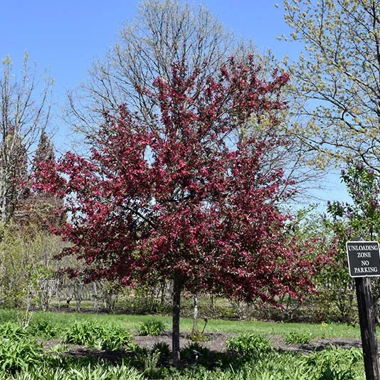 Crabapple Tree - Malus - 15 Gallon Potted Tree