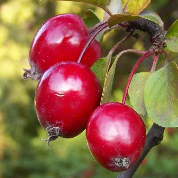 Crabapple Tree