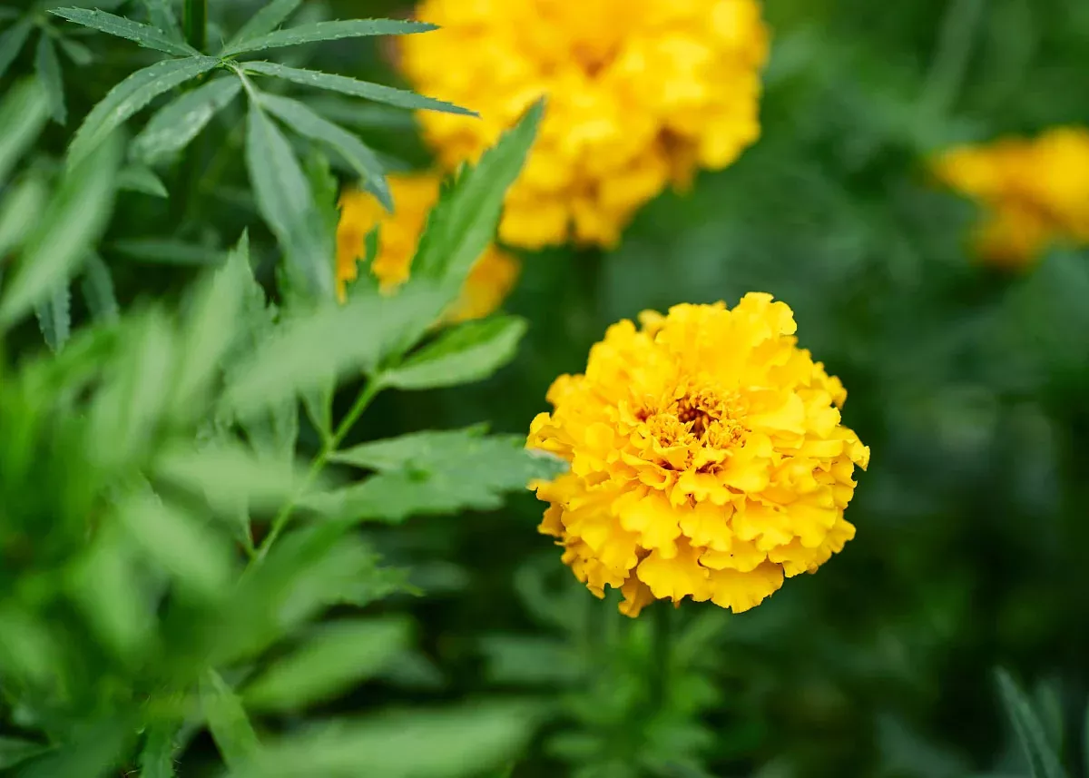Crackerjack - African Marigold Seeds
