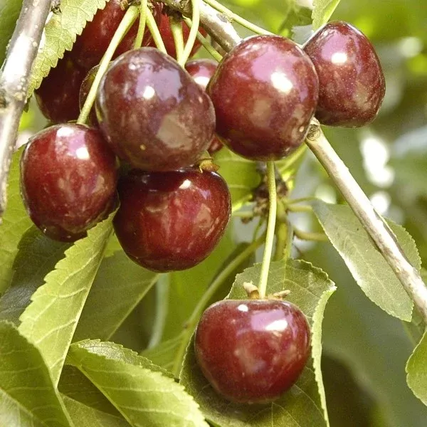 Craig's Crimson Cherry