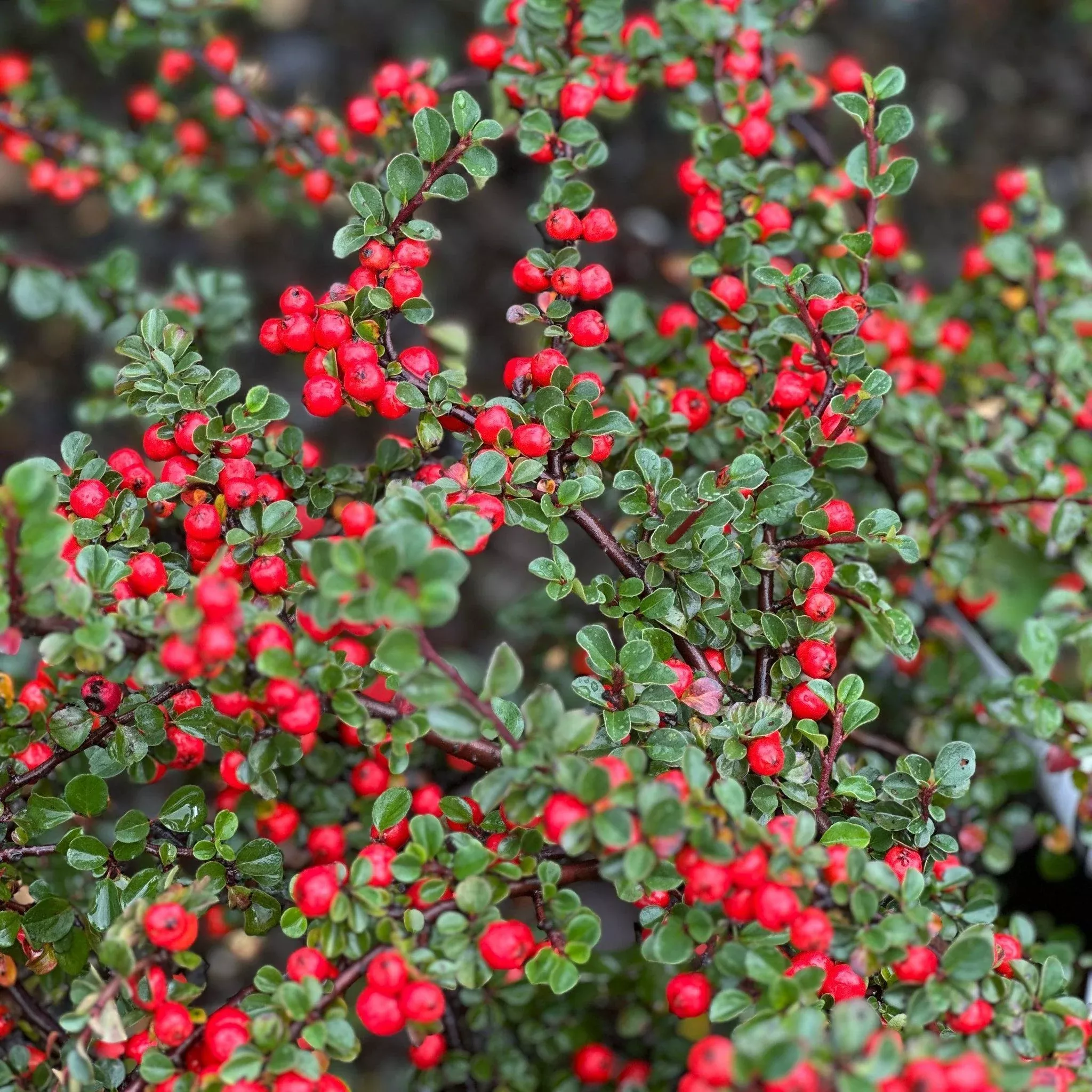 Cranberry Cotoneaster