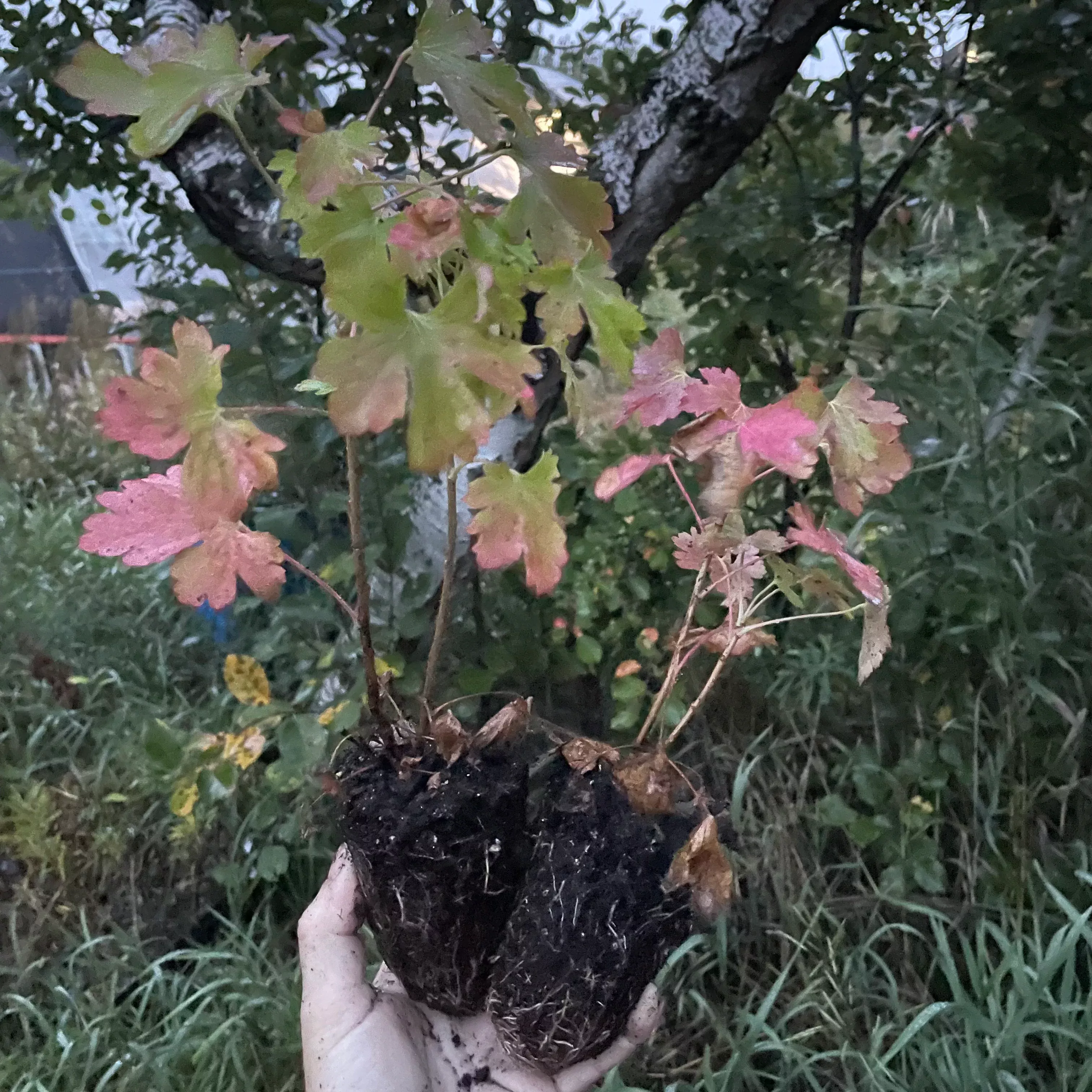 Crandall Clove Currant Seedlings
