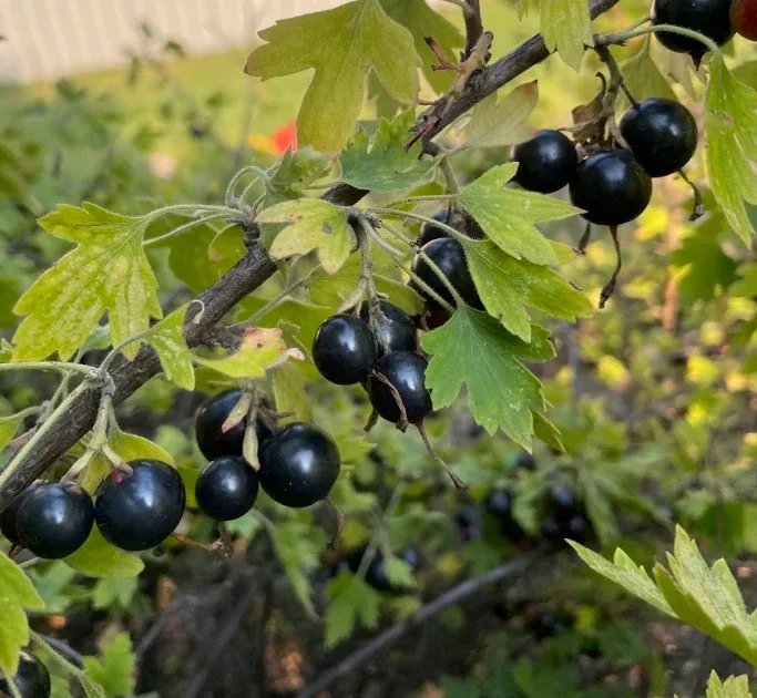 Crandall Clove Currant Seeds