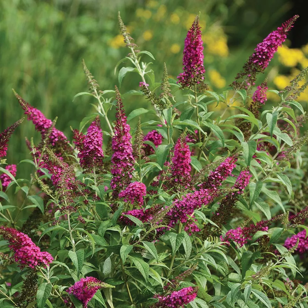 CranRazz™ Butterfly Bush (Tree Form)