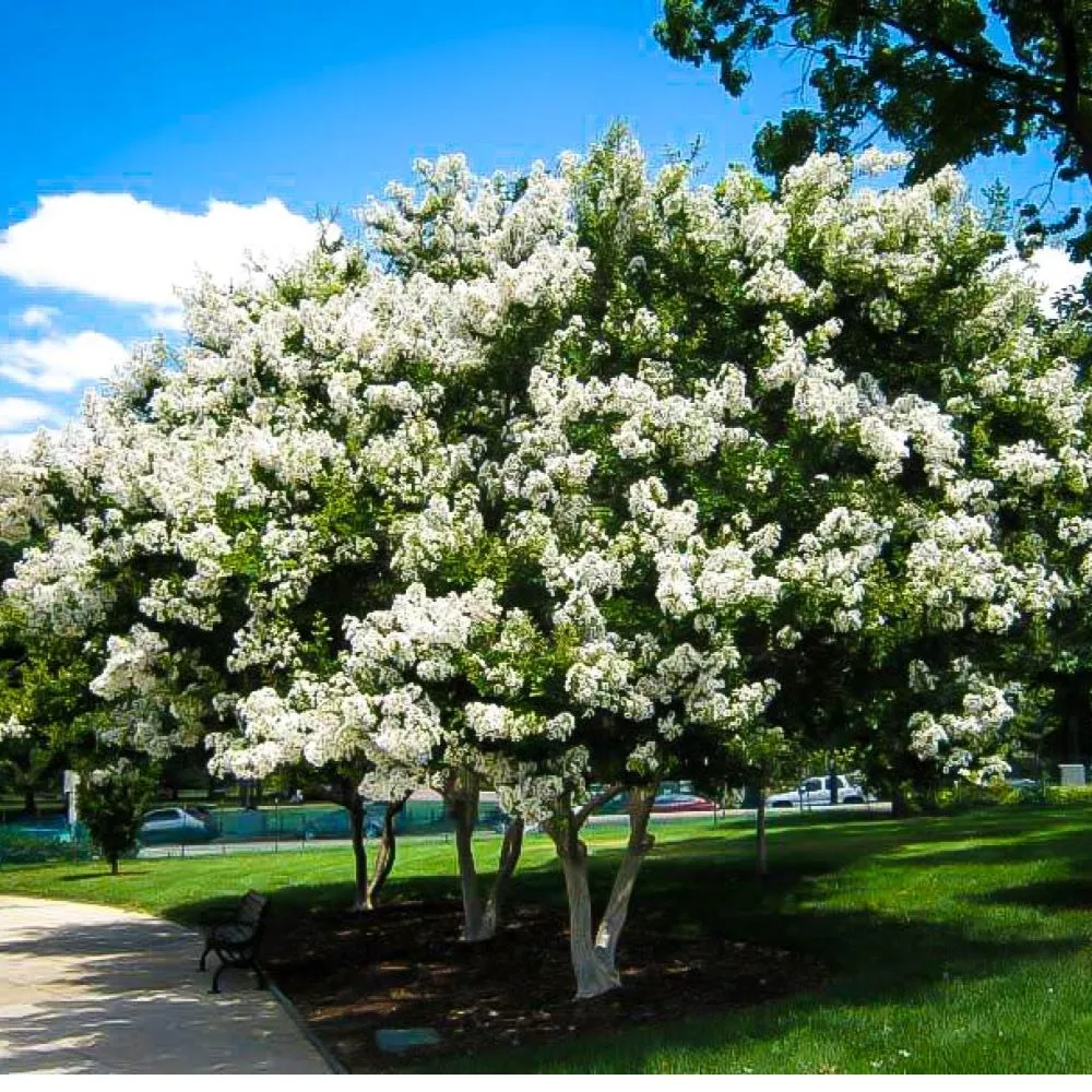 CRAPE MYRTLE Acoma #15