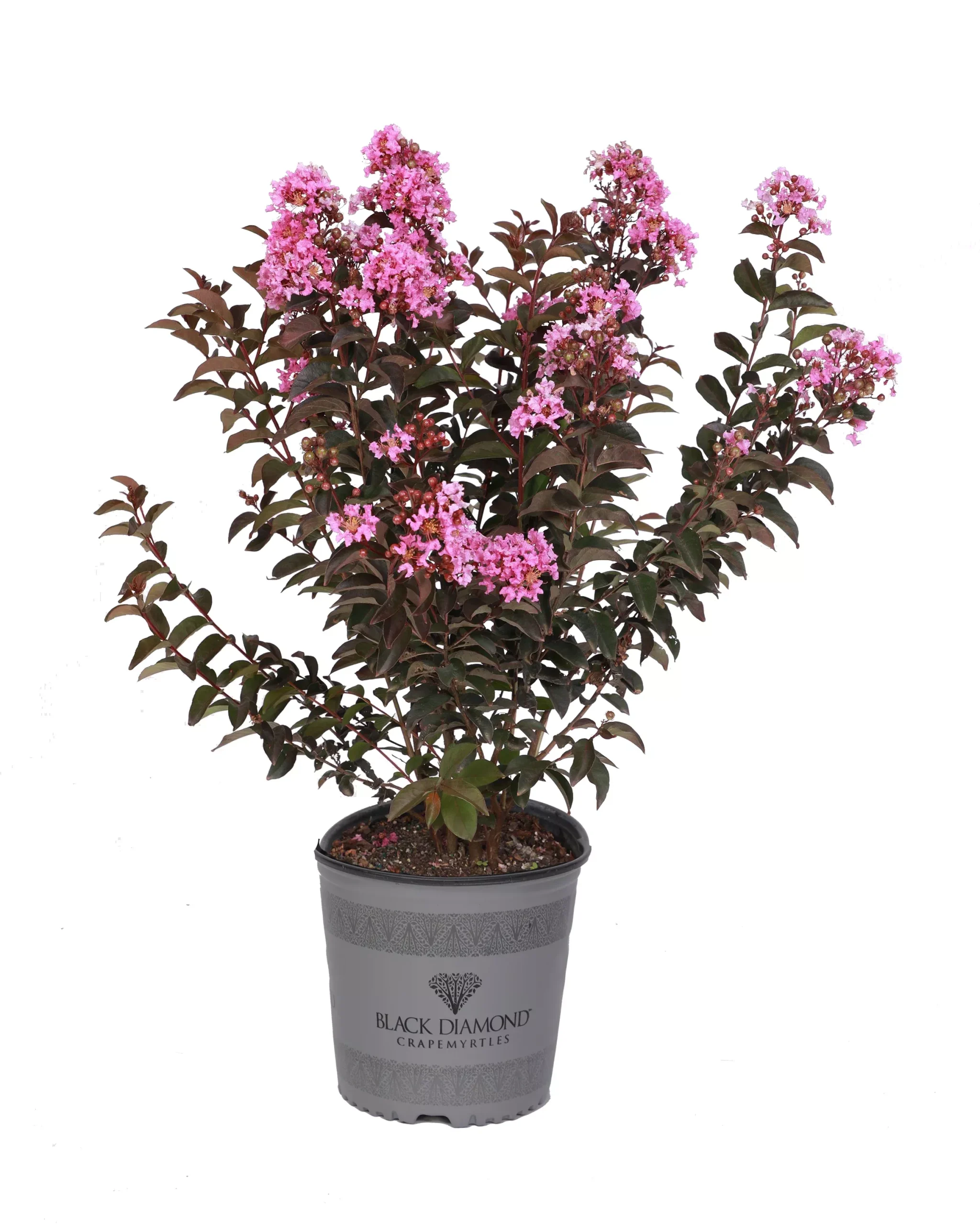 Crape Myrtle Black Diamond Lavender Lace™ - 2 Gallon