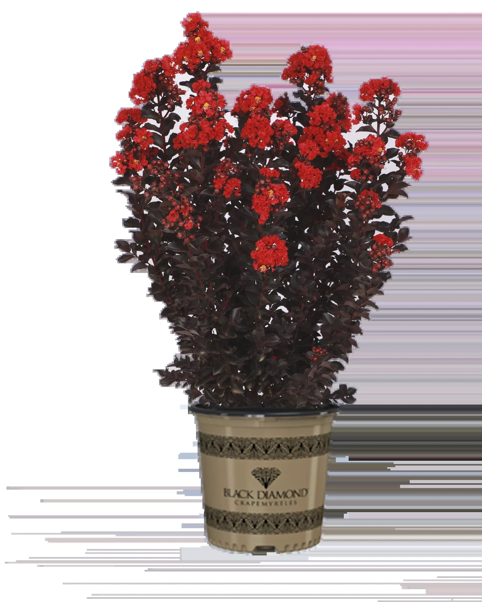 Crape Myrtle Black Diamond Radiant Red™ - 2 Gallon