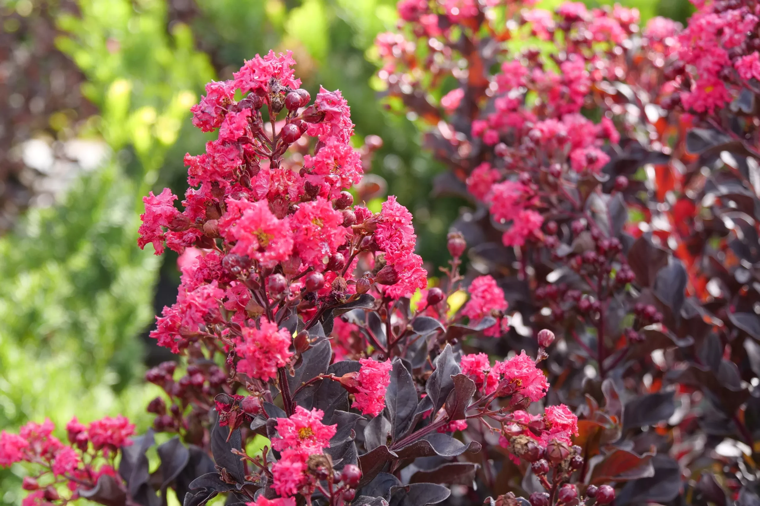 Crape Myrtle Center Stage Pink - 2 Gallon