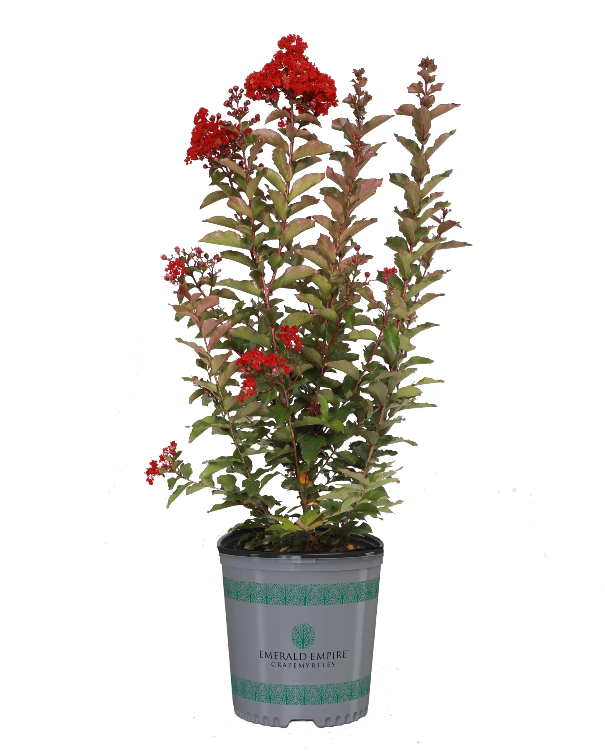 Crape Myrtle Emerald Empire Garnet Queen™ - 2 Gallon