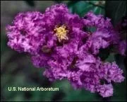 Crape Myrtle Lagerstroemia-PowhatanPurple Violet Blooms Zone 7