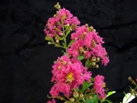 Crape Myrtle Lagerstroemia-TuscaroraDark Coral Pink Blooms Zone 7