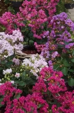 Crape myrtle 'Mighty Myrtle™'