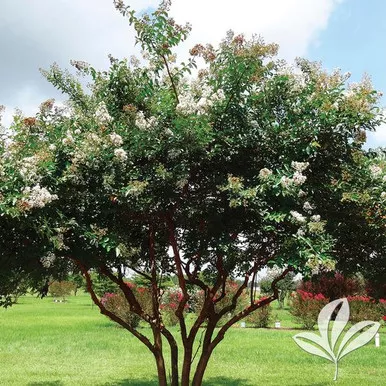 Crape Myrtle Natchez