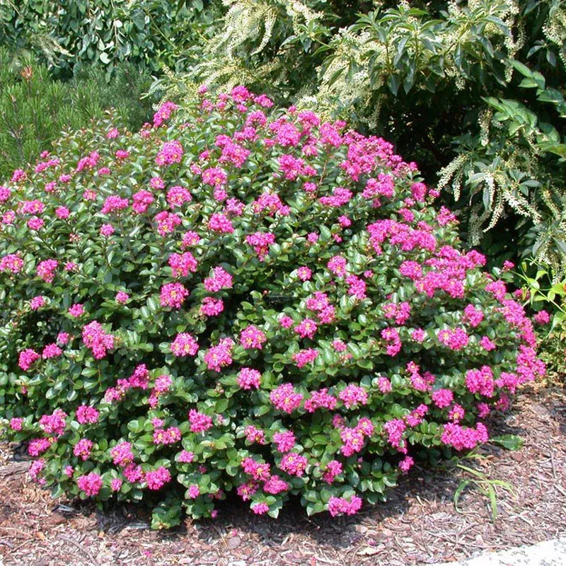 Crape Myrtle Pocomoke